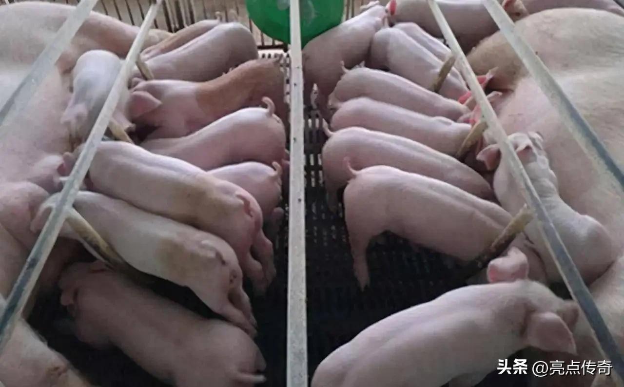 母猪拉白尿,母猪拉血的原因和治疗方法