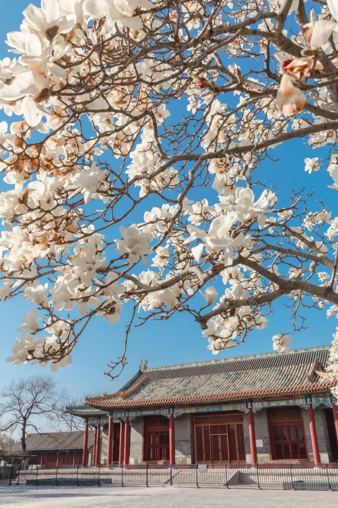 中国最灵的寺庙雍和宫,不要再去一个人挤人的景点