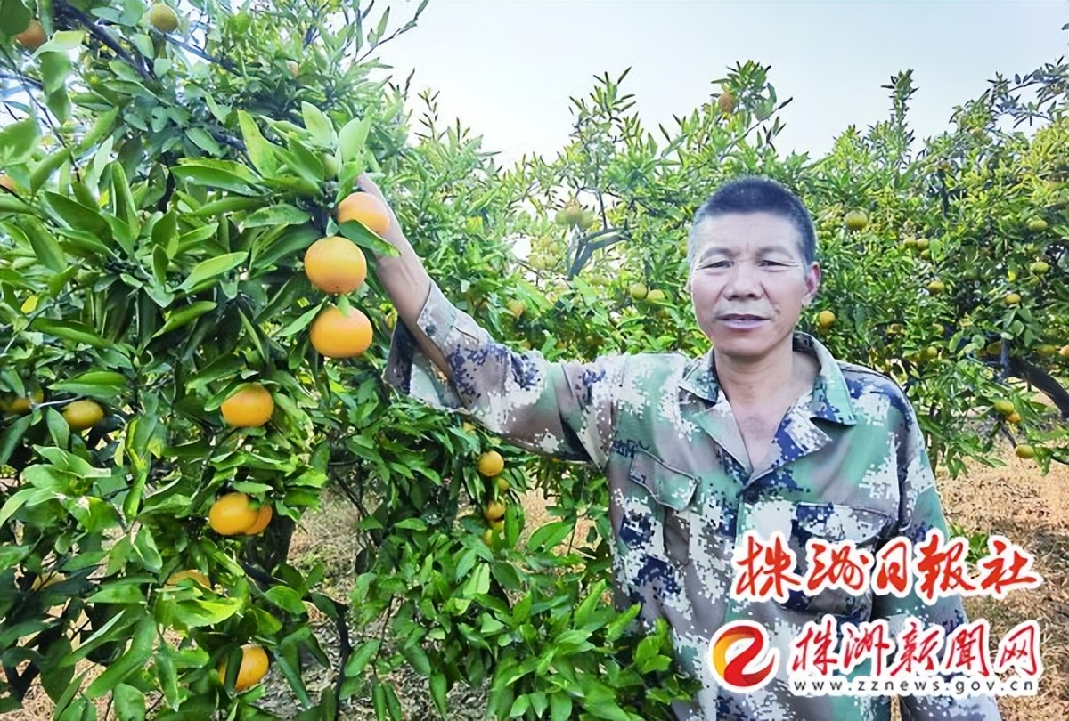 昼夜引水保住的橘园却遇销售难盼您伸出援手帮帮他