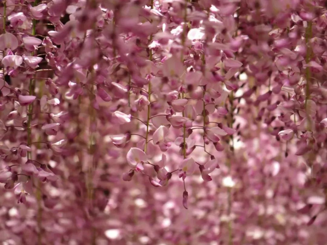 日本樱花春日游,关于日本的仙气美景樱花