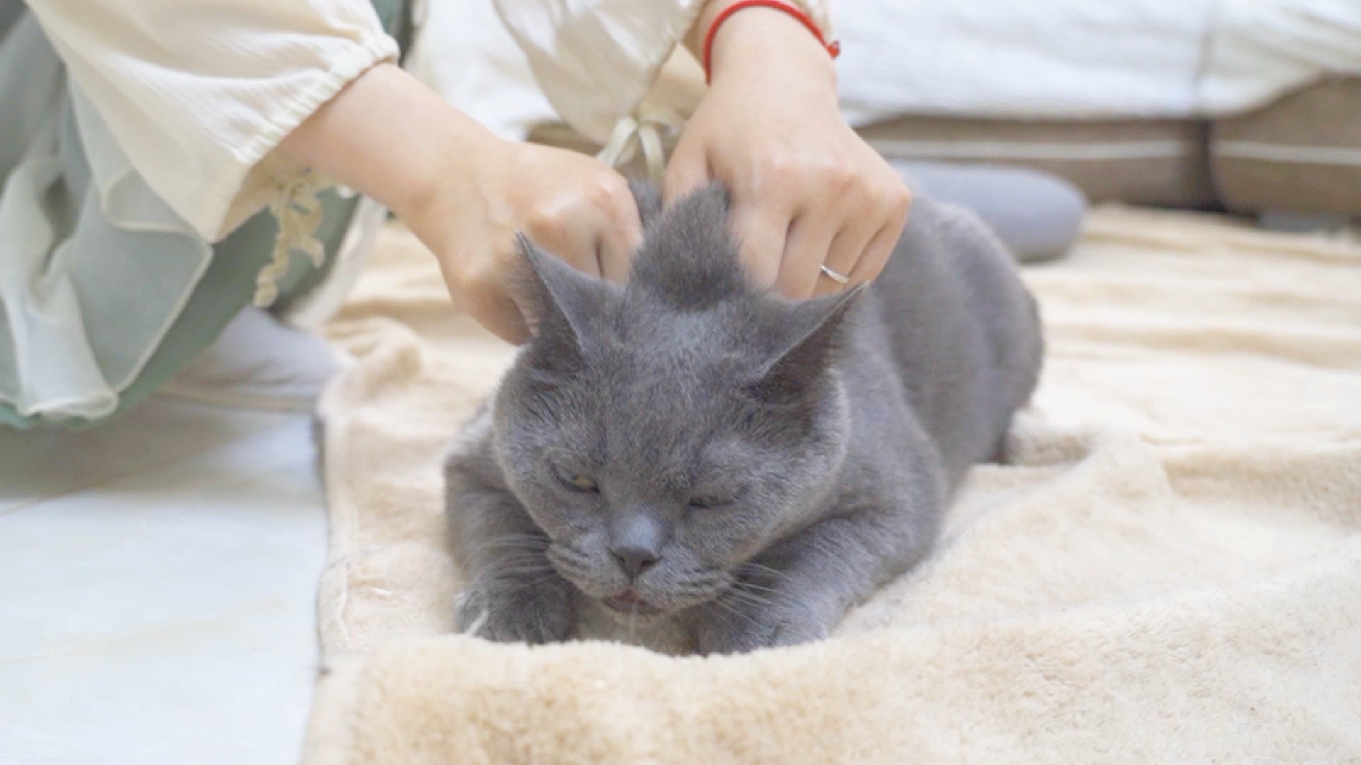 后颈皮对于老虎来说意味着什么,老虎后颈肉会变成猫吗