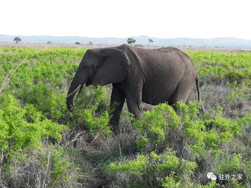 厌倦坦桑尼亚回国，累计被关5个多月后，我又重新选择驻外