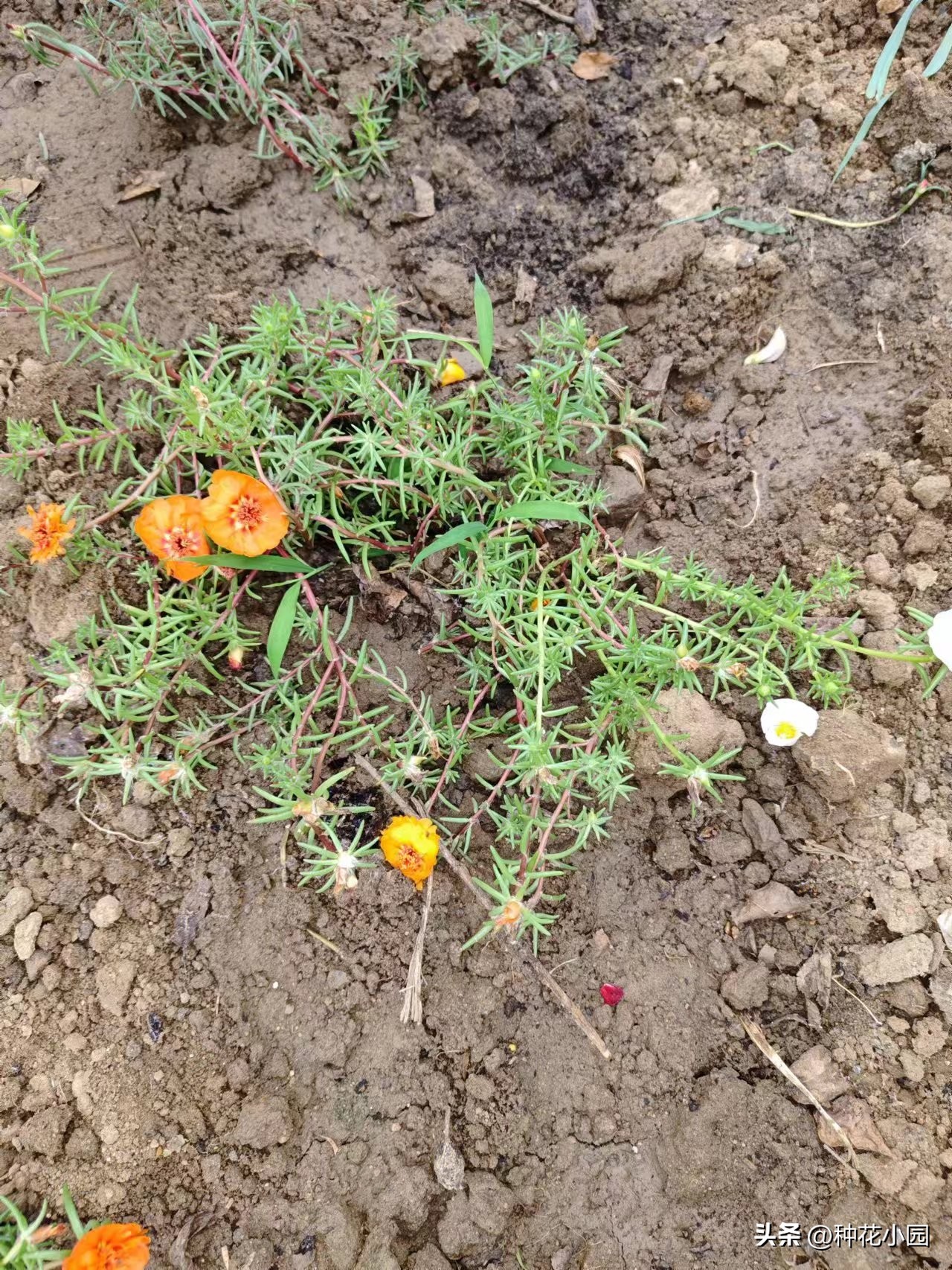 长时间不在家花怎么浇,月季在家怎么养成树状月季