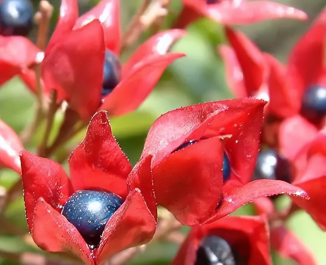 植物识别小口诀，总结的太全了！