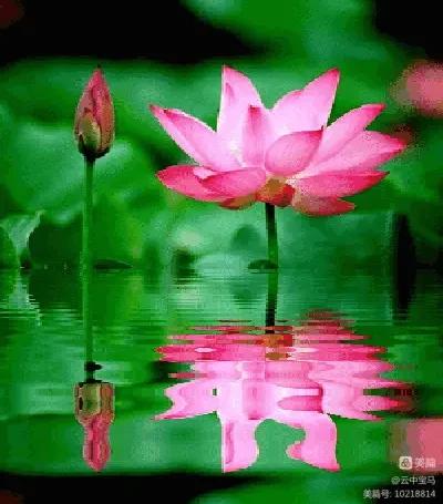 王琴（四川达州）《一七令.风花雪月（组词）》