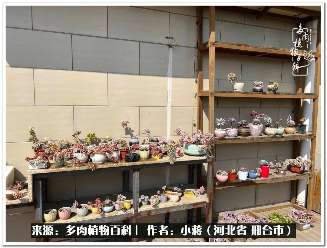 我与多肉植物之间的故事,我和多肉十二卷的故事100字