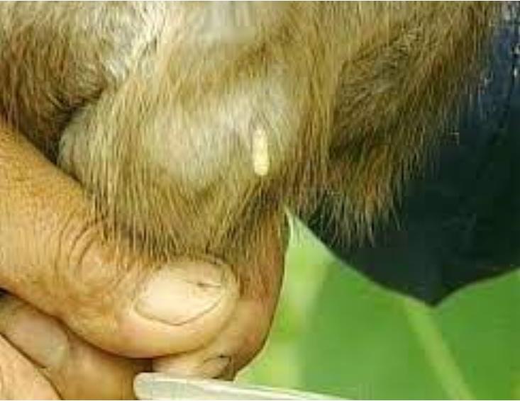 香水的原料也是粪便的原料,动物粪便香水