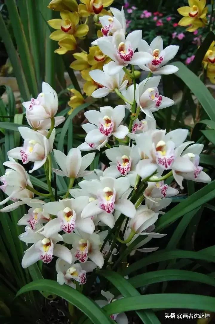 芝兰生于深谷不以无人而不芳出处,100幅历代名家兰花图值得一看再看