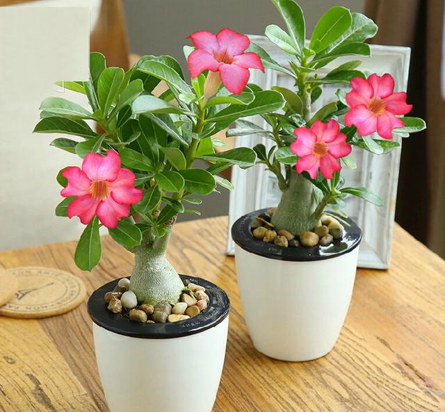 怎么把沙漠玫瑰养成啤酒肚,重瓣沙漠玫瑰养殖方法