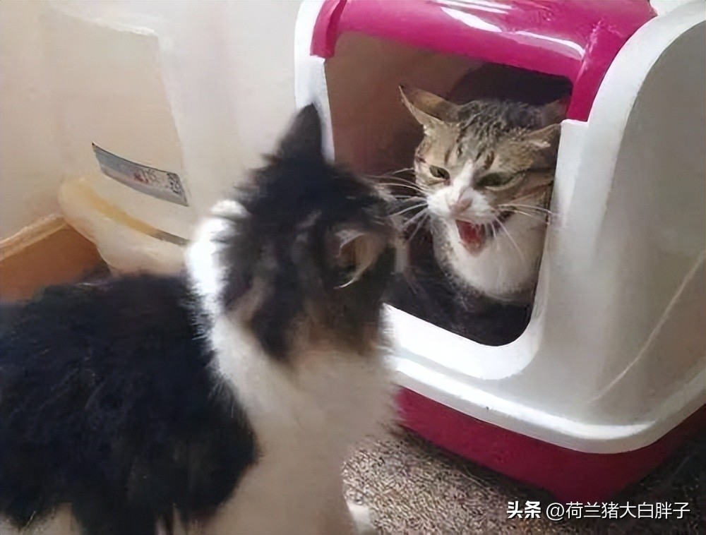 猫咪频繁拉屎什么原因,猫咪频繁拉屎是什么原因