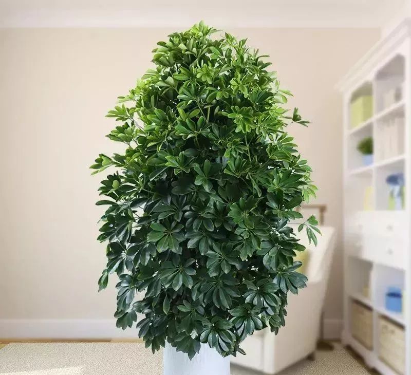 吸甲醛超强的十五种植物,新房如何种植去甲醛植物