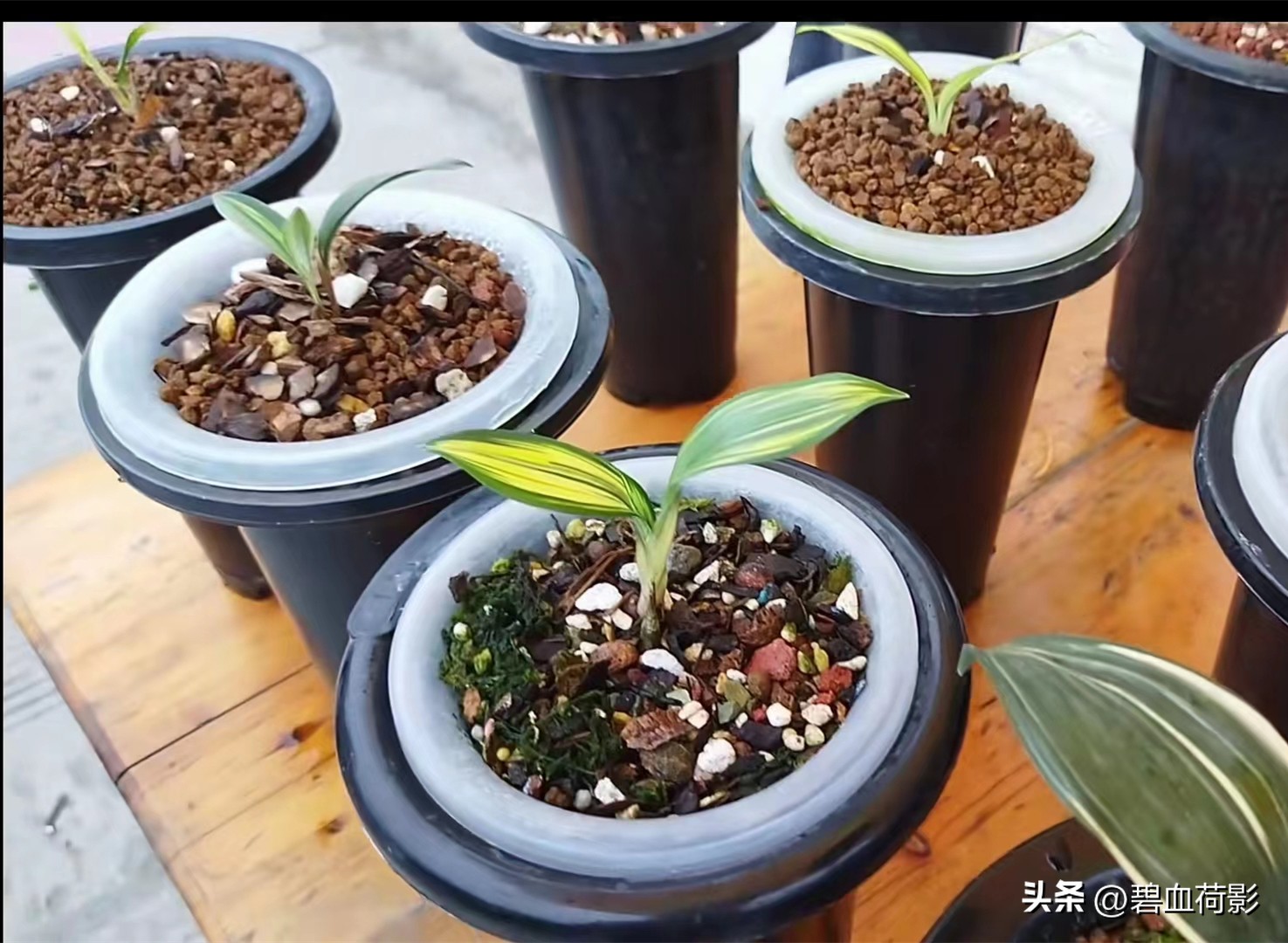 98年，男子88元购入一棵兰花，2023年他靠此花暴富，兰友：有眼光