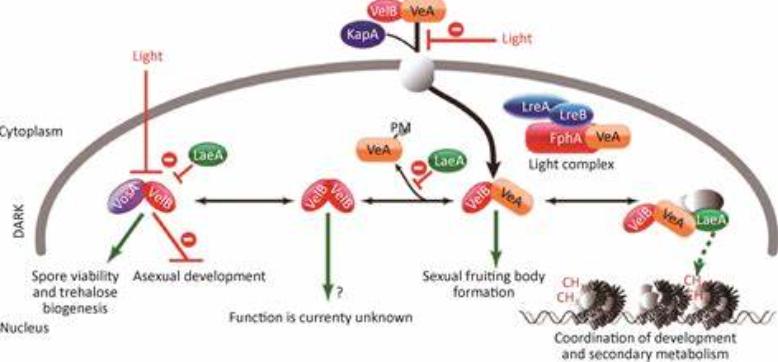 地下真菌网络：菌丝网络，在植物间信息传递、养分共享面的作用