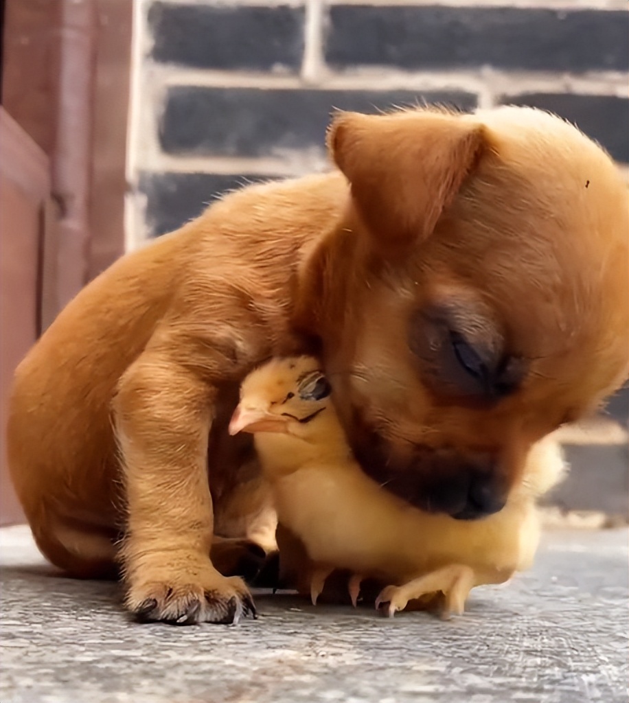 “狗界巅峰”：“把鸭当妈”骑鸭背上，全网最萌小狗吸粉550万