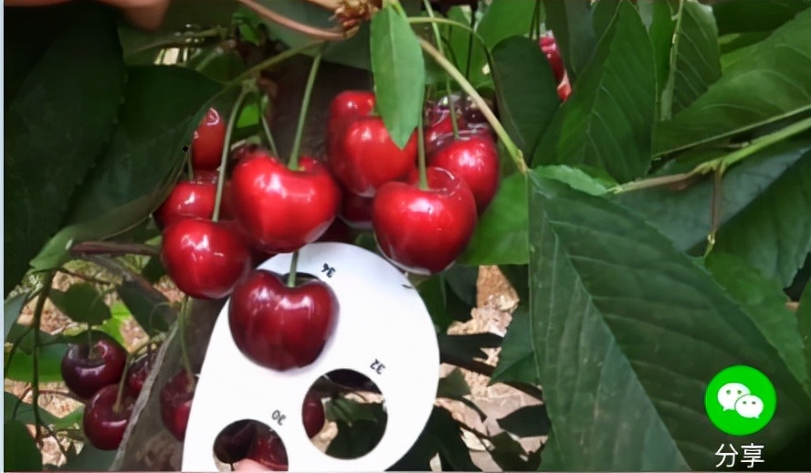 沙里淘金，从新品种中淘出好品种