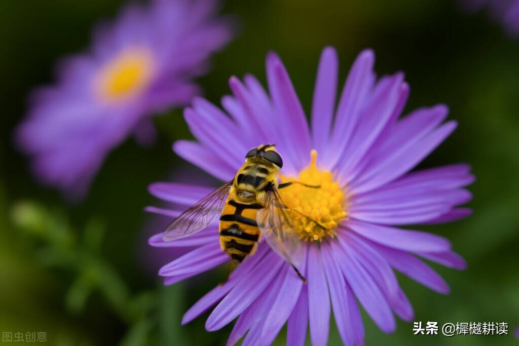玉露为酒花为粮的意思,蜜蜂不食人间仓