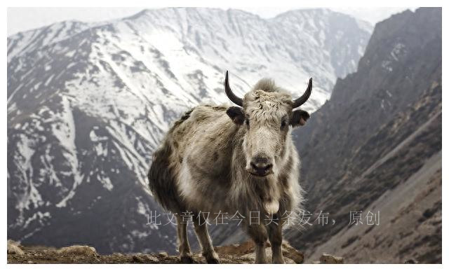 揭秘风干牦牛肉,牦牛肉曝光