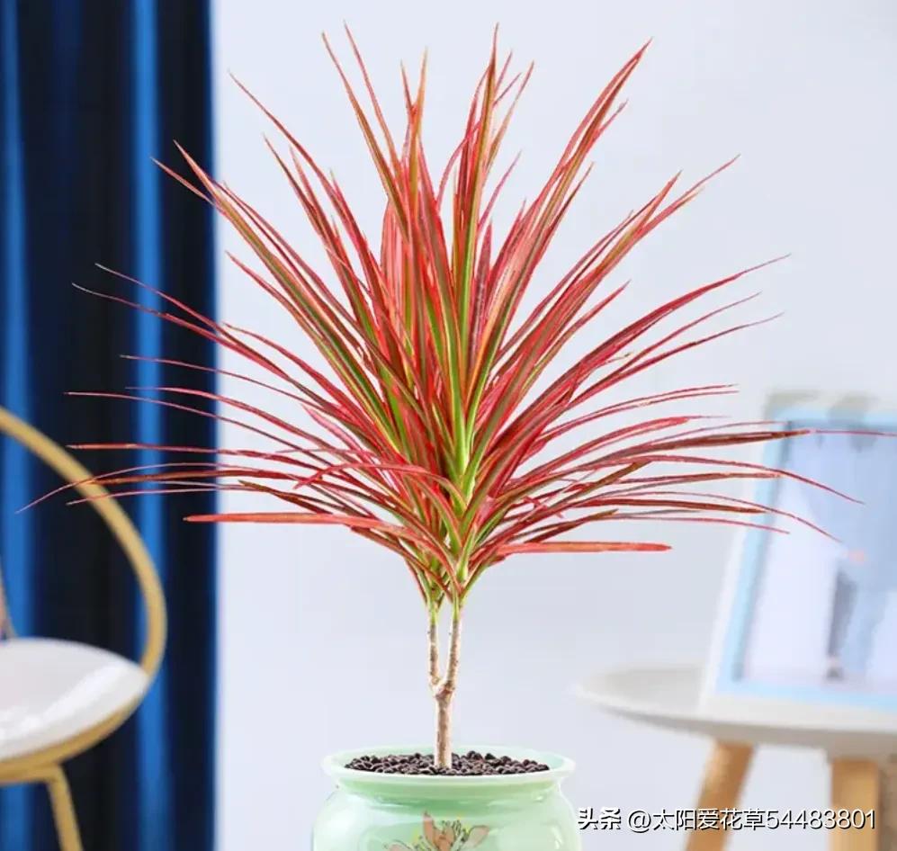 室内不宜养的十种毒花及图片,这四种家养的花有毒别当回事