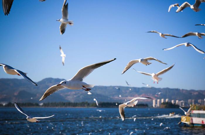 昆明十大必去旅游景点三日游,昆明四大名山景区