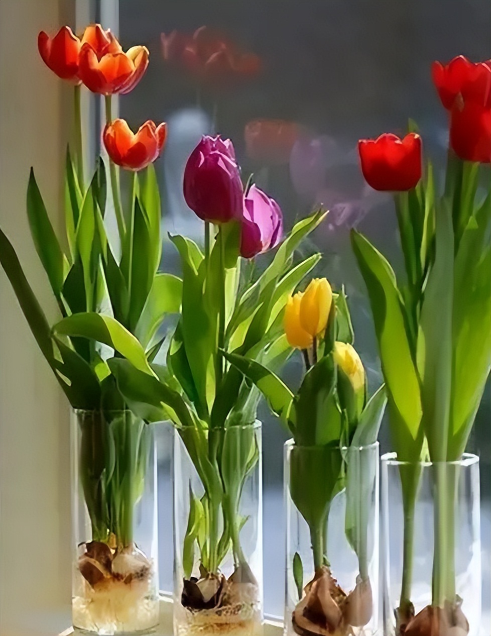 十大适合懒人种植的花,适合家庭种植的观赏花