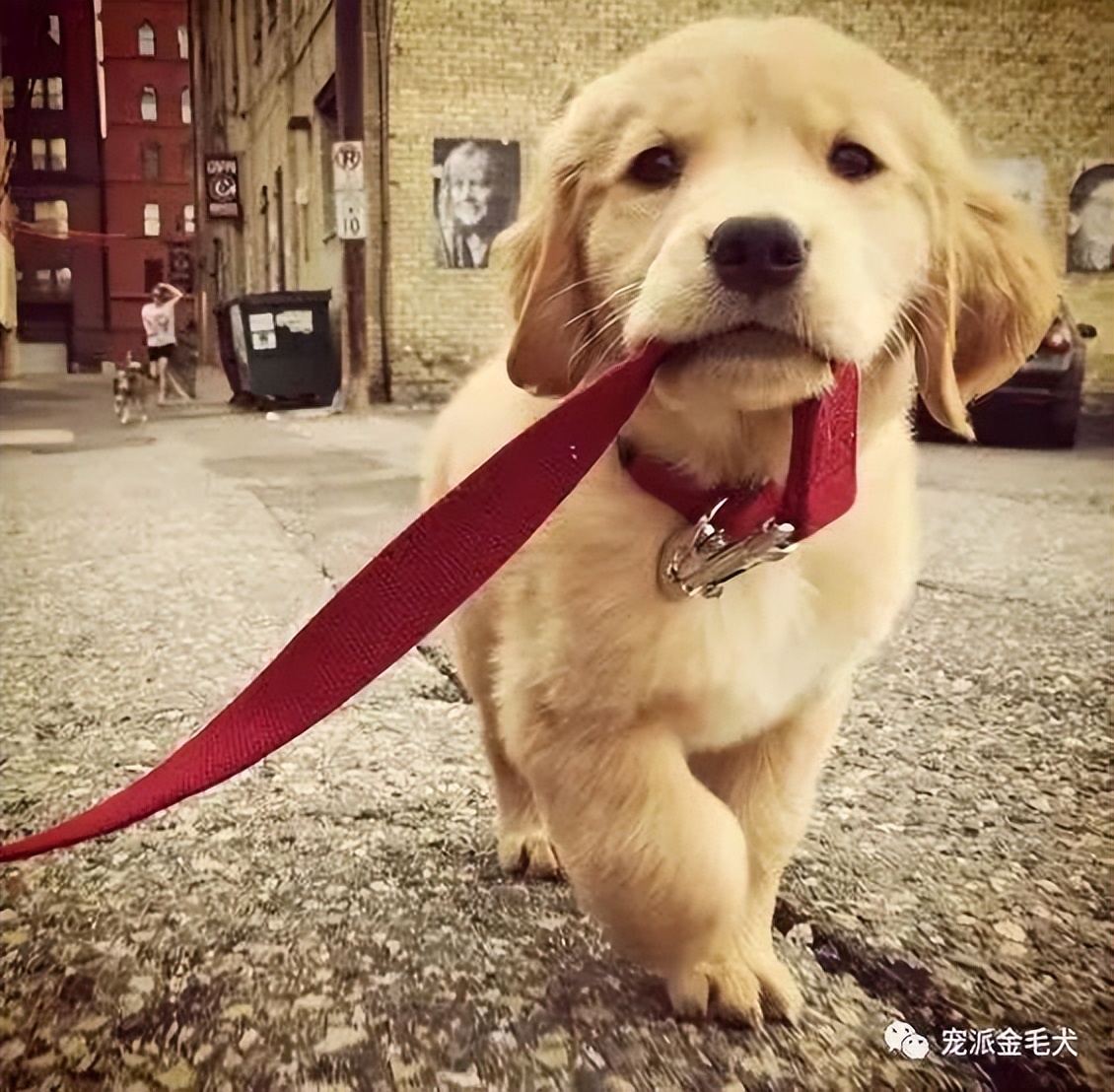 最可爱的萌宠排行榜,萌宠可爱程度排行榜