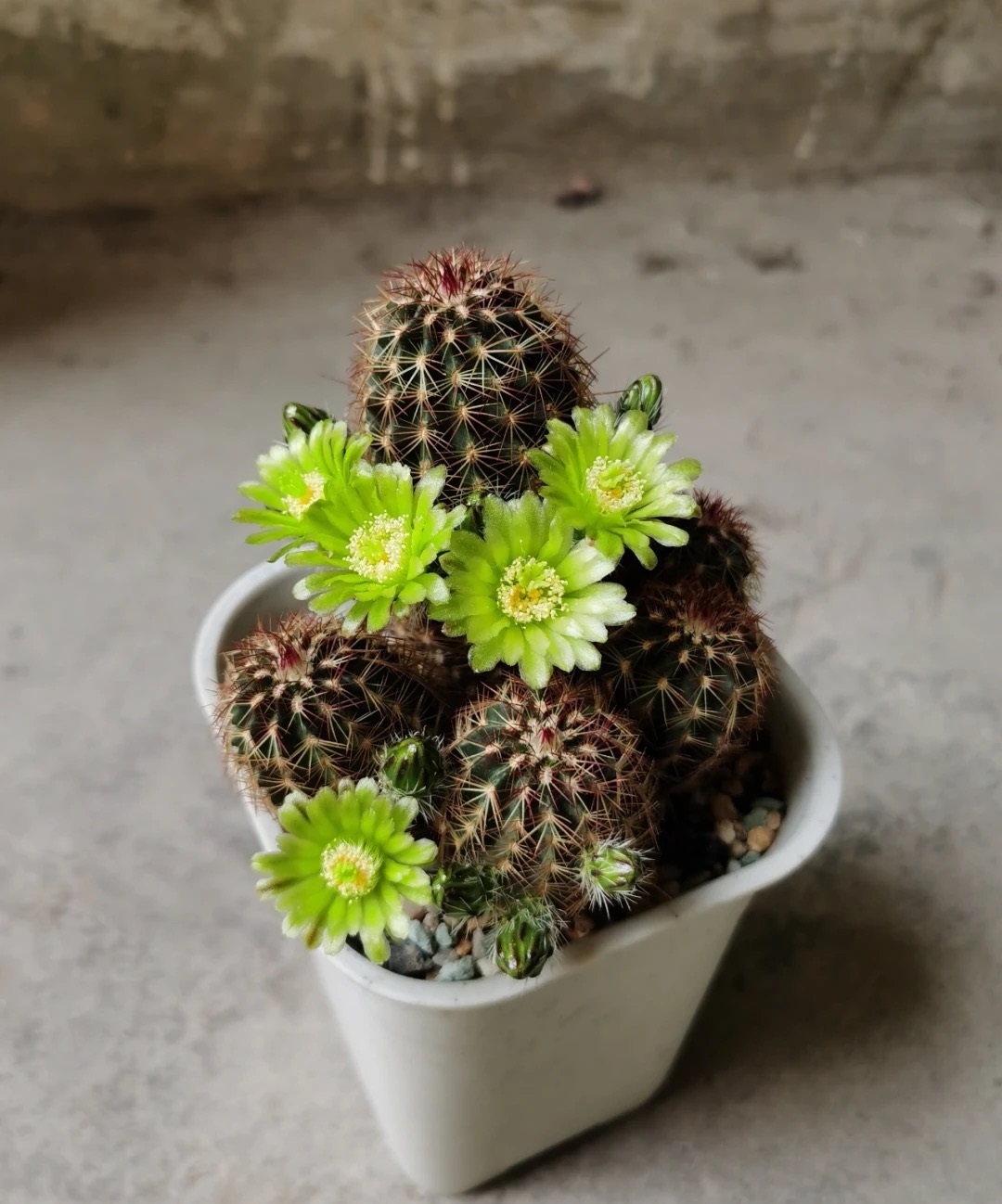 青花虾仙人球品种,仙人球青花虾开啥颜色的花