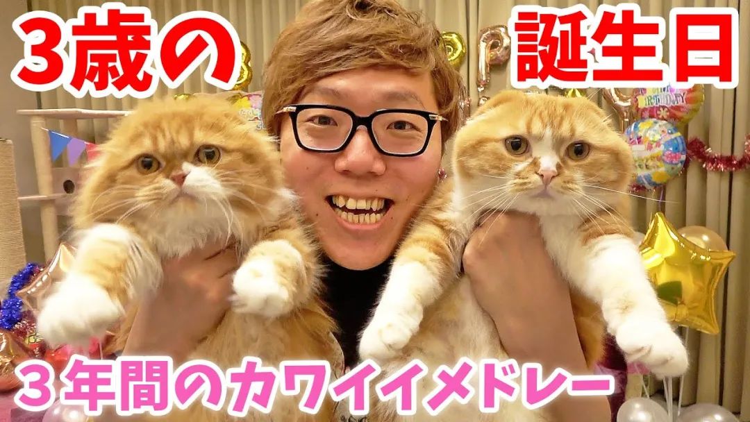 8.8国际猫咪日,日本猫的节日