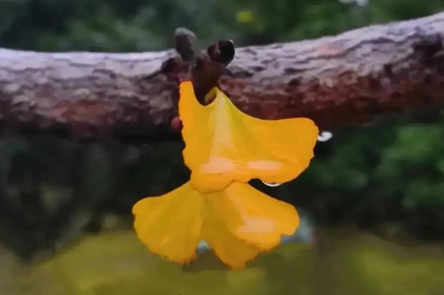 有关冬日的雨的诗句,描写寒冷的冬雨的诗句