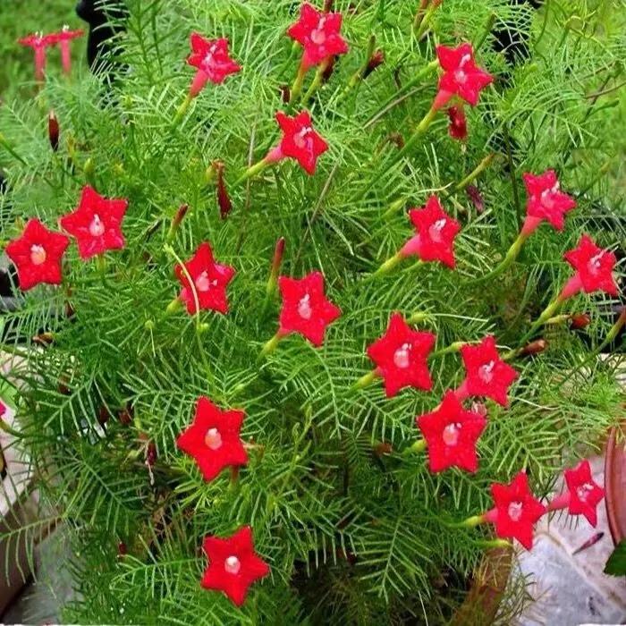 红色的五角星花开在朝阳升起时