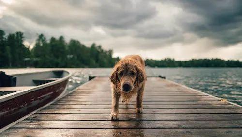 被狗咬了怎么一招制敌,无敌反击结局