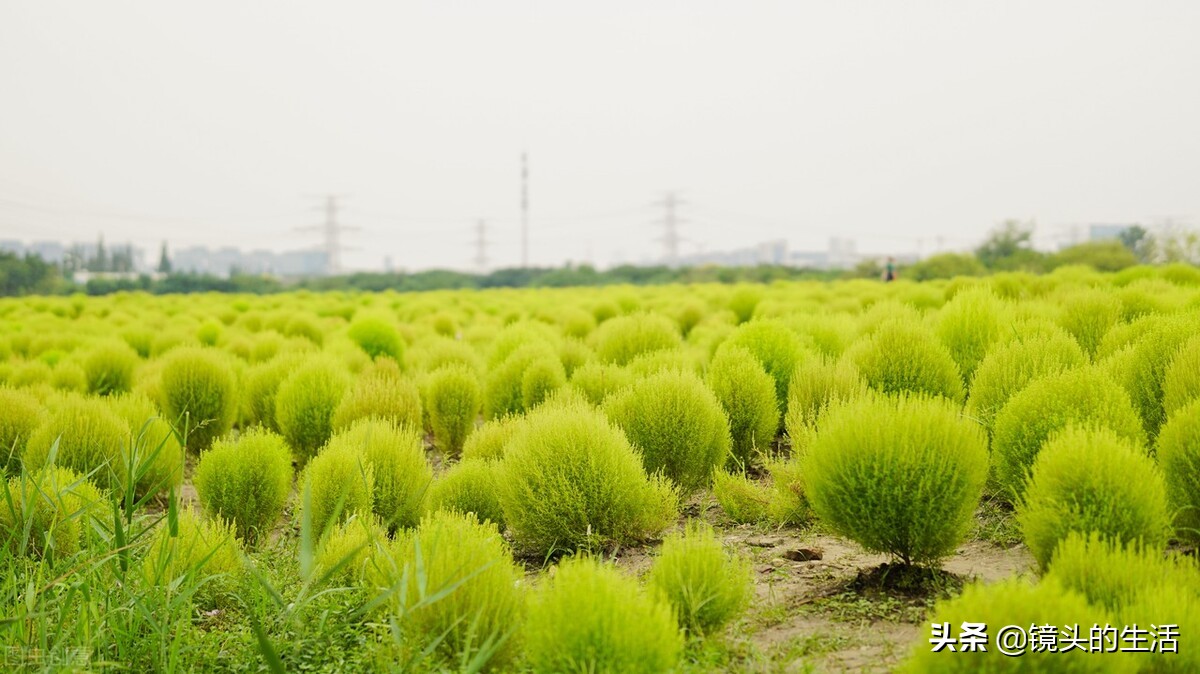 农村遍地都是宝农村的野菜挖不完,农村不要钱的野菜有哪些