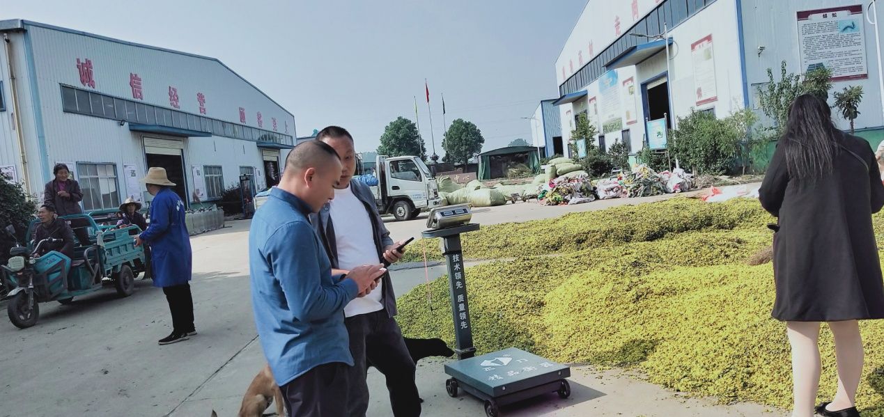 小小野菊花变身“致富花”