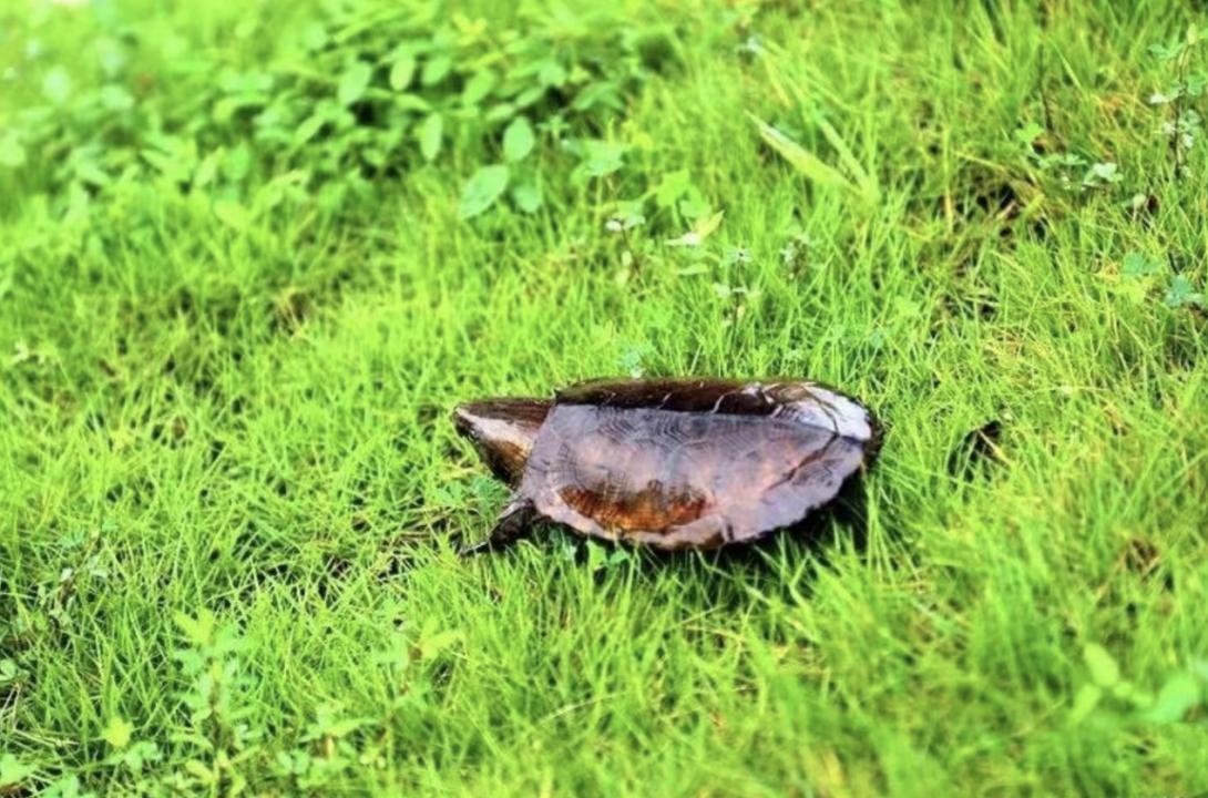 男子在山上捡到不知名小乌龟,男子在河里捡到一只小乌龟