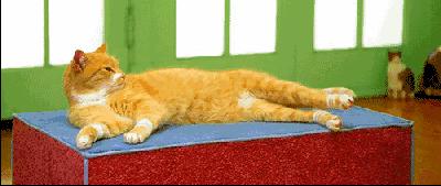 什么样的猫最好养又吉祥,什么猫好养比较聪明旺财