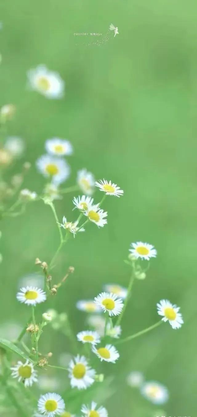 顶级绝美花朵壁纸娇艳欲滴的玫瑰,华为手机壁纸高清全面屏唯美花朵