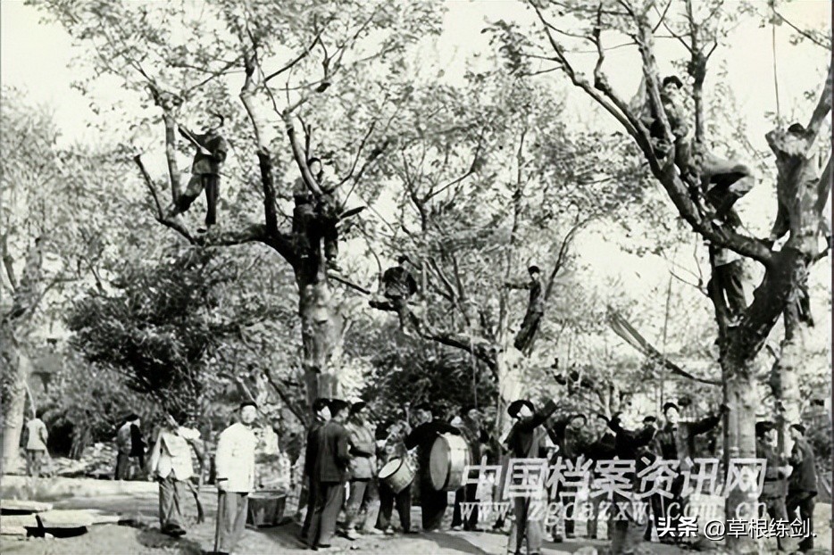 《草根春秋》第一章第八集除四害的点滴记忆