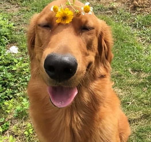 什么狗狗最懂人性,懂人性的狗狗