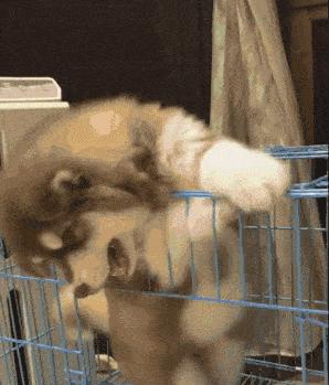 阿拉斯加犬的优缺点,熊版阿拉斯加优缺点