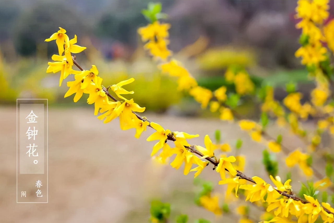 无叶开花的植物有哪些,有花无叶的植物