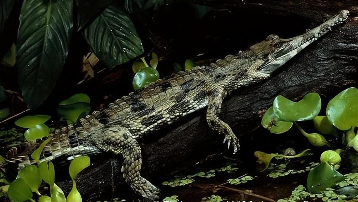 性情凶猛的十大鳄鱼,世界上十大最凶猛的鳄鱼排行榜