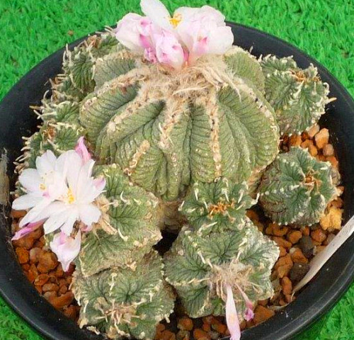 龟甲牡丹多肉植物大全,龟甲牡丹仙人球品种