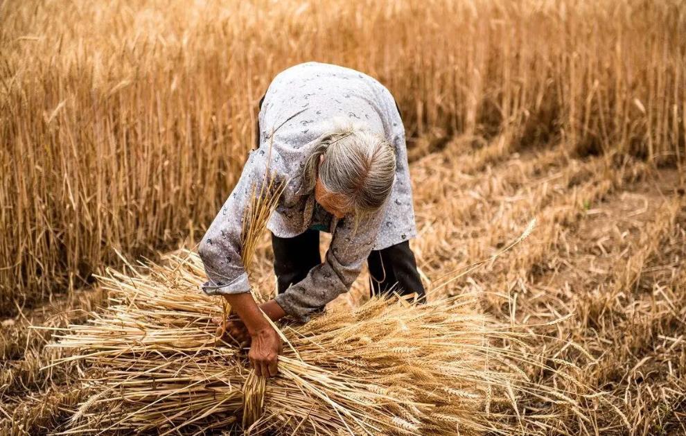 夏至将至，老人说：今年是“夏至在月末，强阴锁龙门”，有啥说法