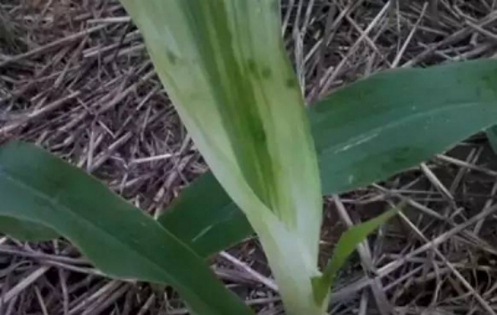 玉米除草剂药害玉米减产吗,玉米药害补救最快的方法