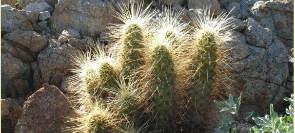 各种仙人掌的种植,仙人掌是扦插好还是带根种植好