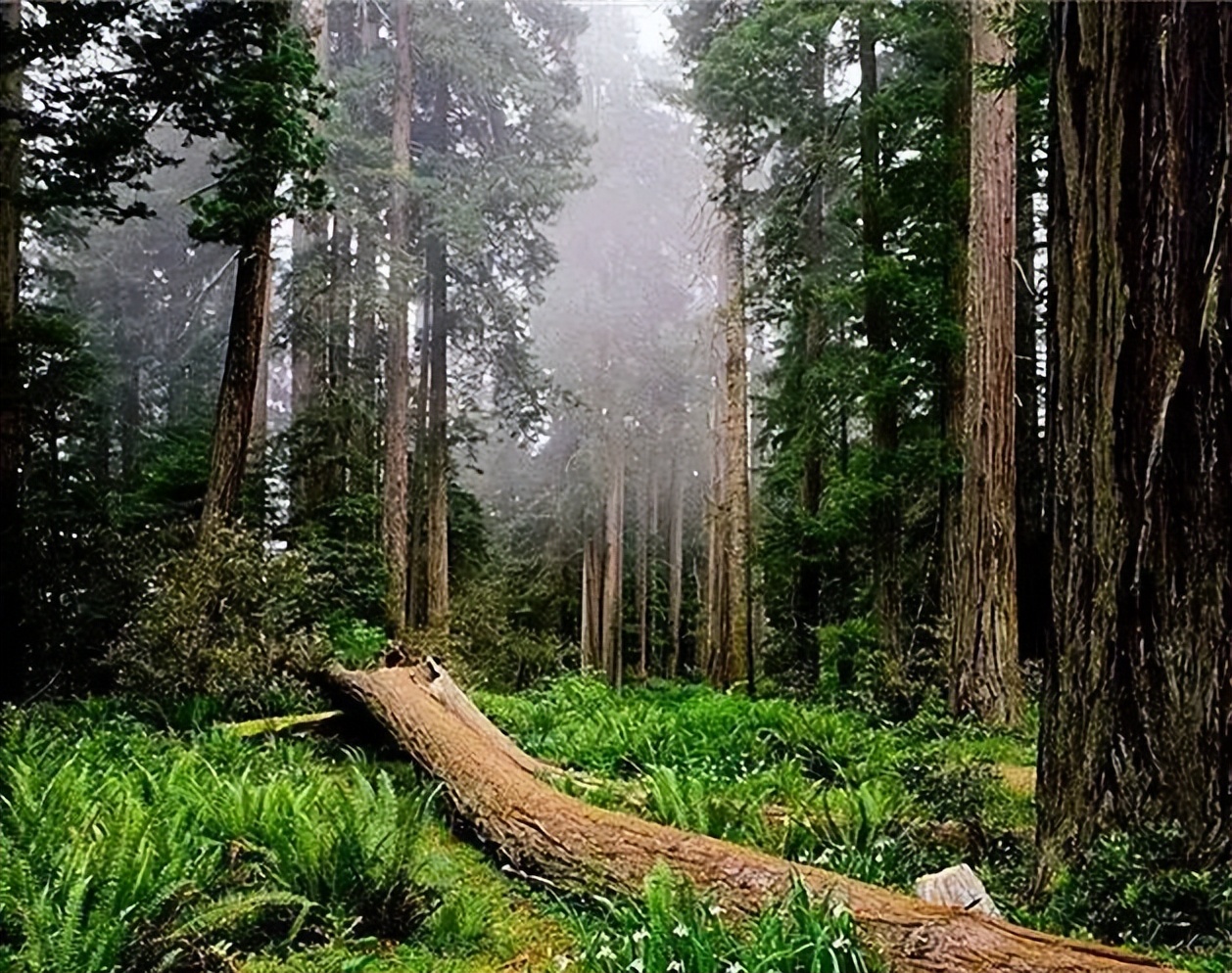 不会吧!不会吧!不会还有人不知道宝天曼吧?