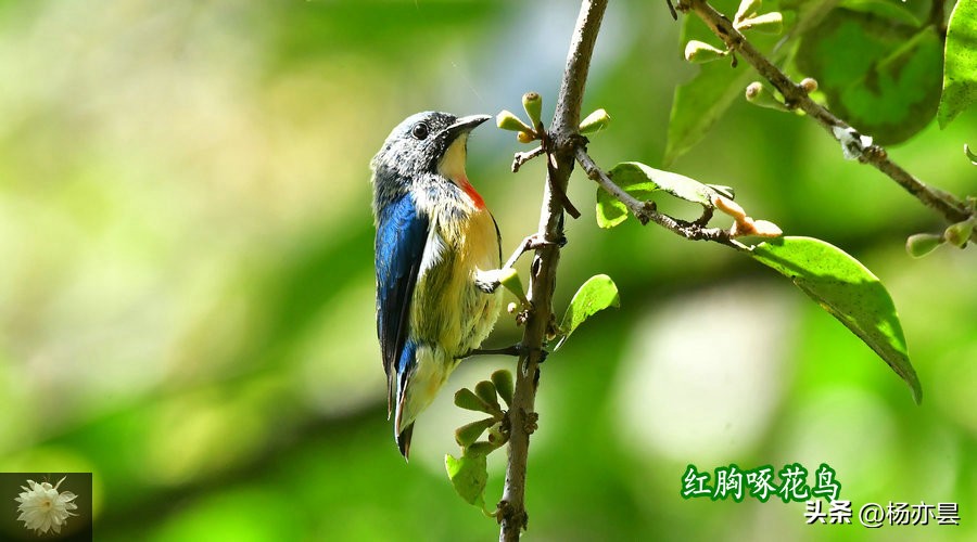 为自己种植果树的红胸啄花鸟