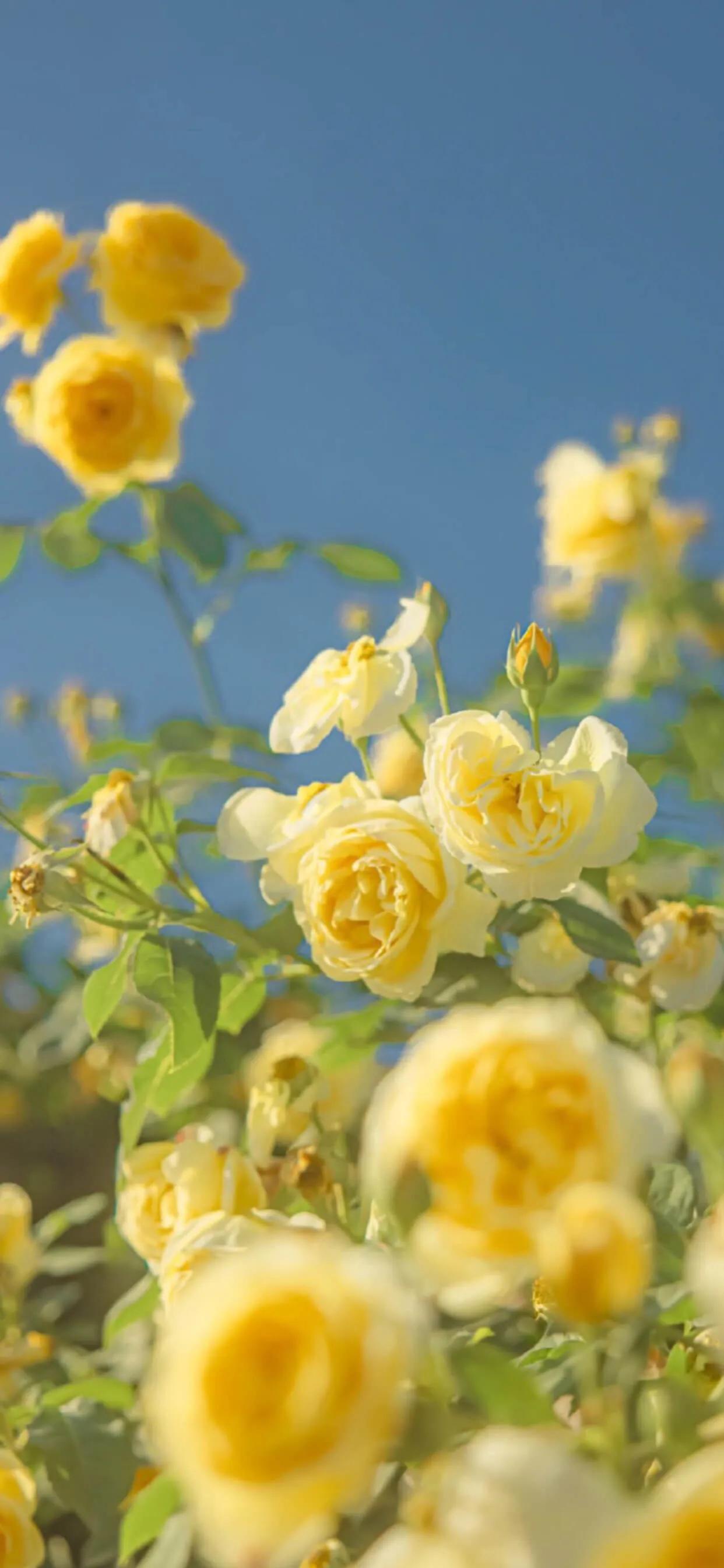 玫瑰壁纸唯美伤感,壁纸浪漫玫瑰