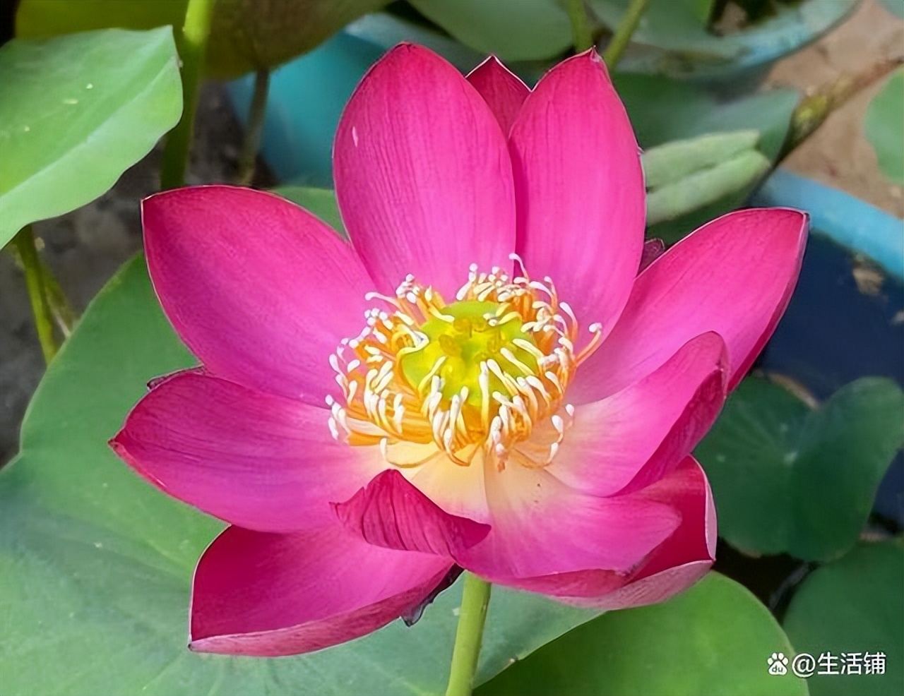 碗莲的正确栽培养殖方法,碗莲养殖方法与注意事项