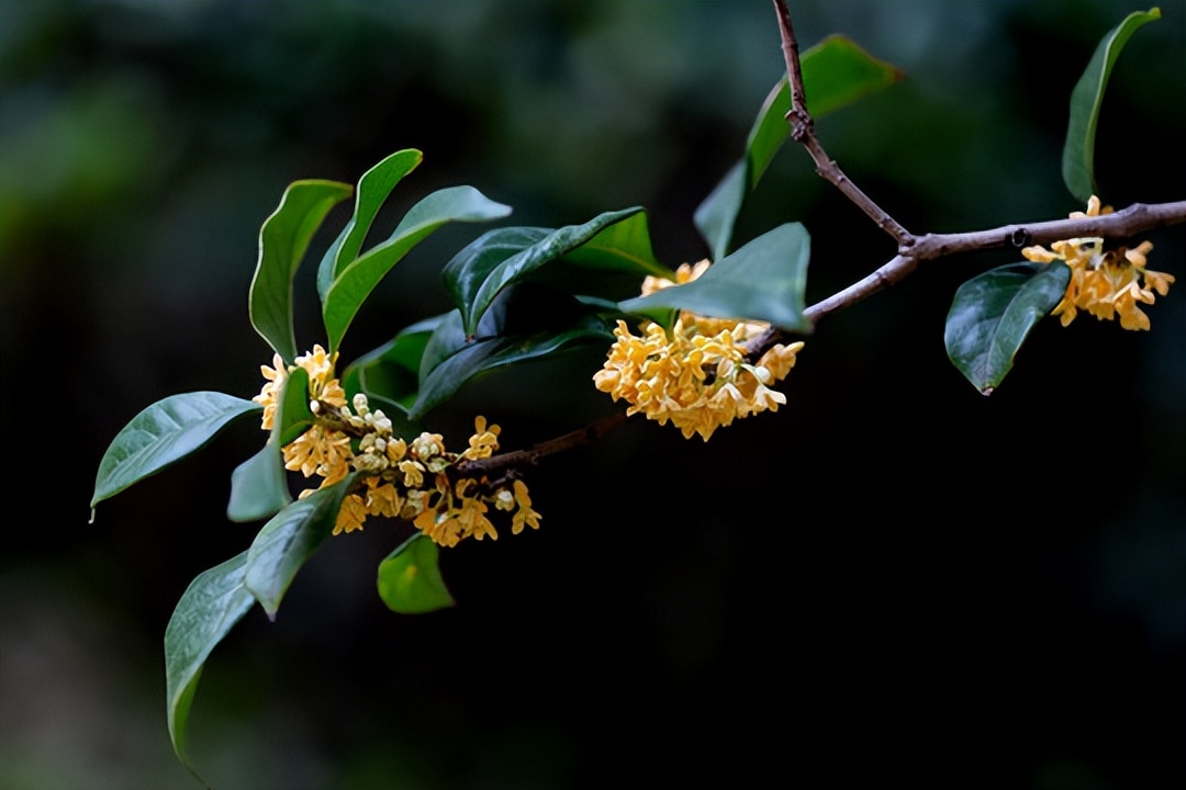 陶醉在秋天的诗句,陶醉在秋天美景