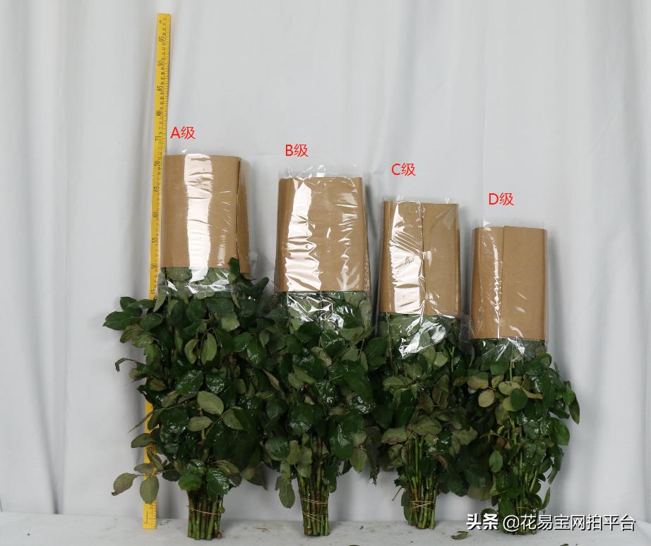 花店玫瑰为什么不香,花店里的玫瑰为什么不香